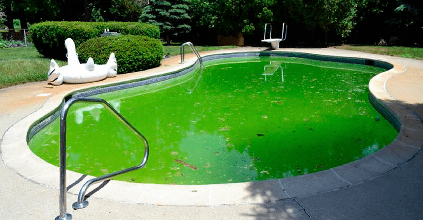 Comment éliminer les algues dans la piscine